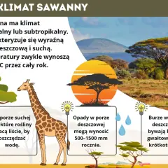 Sawanna z żyrafą i akacjami. Klimat tropikalny, z porą deszczową i suchą. Rośliny tracą liście, by oszczędzać wodę.
