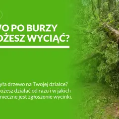 Złamane po burzy drzewo z widocznym pęknięciem pnia, otoczone zielenią.