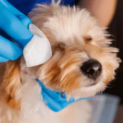 Main tenant une compresse, une personne en gant bleu nettoie l'œil d'un chien, peut-être atteint de conjonctivite.