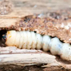 Larva di tarme del legno che scava nel legno marcio, un ciclo di vita nascosto e distruttivo.