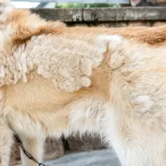 Pelage clair d'un chien, peut-être un remède de grand-mère pour la perte de poil du chien.