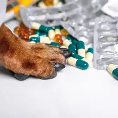 Dawkowanie No-Spa dla psa 10 kg: Ile podać i kiedy NIE wolno?