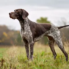 En ståtlig vorsteh familjehund står i gräset, redo för äventyr.