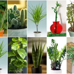 Kolekcja kwiatów doniczkowych: aloes, kaktusy, dracena, bambus szczęścia, grubosz, epipremnum, sansewieria, zamiokulkas, zielistka. Liście w kształcie serduszek i długie, zielone pędy.