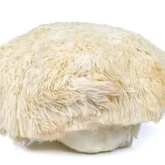Grzyb soplówka jeżowata, znany jako lion's mane, o białej, puszystej czapie przypominającej grzywę lwa.