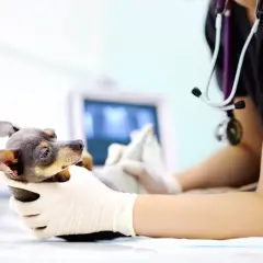 Veterinario examina a un perro con posible tumor testicular. La esperanza de vida depende del diagnóstico y tratamiento.