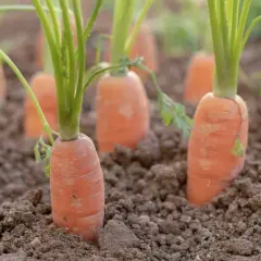 Młode nasiona marchwi wyrastają z ziemi, tworząc zielone pędy i pomarańczowe korzenie.