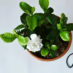 Jaki nawóz do gardenii? Najlepsze opcje i kluczowe wskazówki.