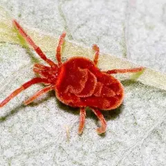 Un minuscolo ragno delle piante, rosso e peloso, si muove su una foglia verde.