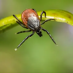 Kleszcz na zielonym liściu, przypominający o konieczności sprawdzenia, jaka jest szczepionka na kleszczowe zapalenie mózgu cena.