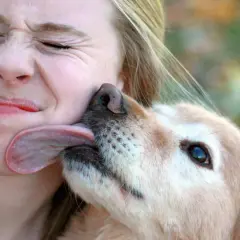 Por qué me lame mi perro: razones detrás de este comportamiento inquietante