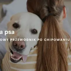 Jak działa chip dla psa? Kluczowe informacje o mikrochipach i ich zaletach
