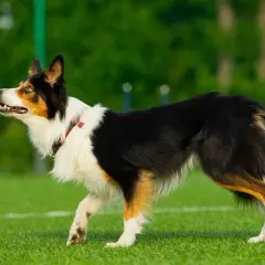 Jak wytresować border collie: skuteczne metody na posłuszeństwo
