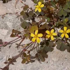 Kleine gelbe Blüten und herzförmige Blätter auf Stein. Hilft beim **Unkraut bestimmen**.