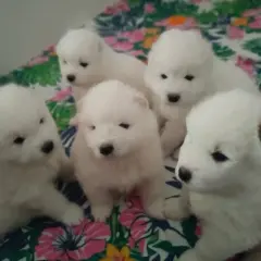 Samoyed: Cena szczeniaka i utrzymanie uniknij ukrytych kosztów!
