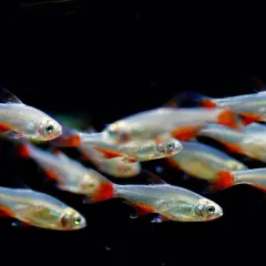 Un banc de poisson d'eau froide argenté aux nageoires rouges vives nage dans l'obscurité.