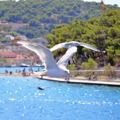 Dwa mewy lecące nad błękitnym morzem, w tle plaża i chorwackie miasteczko.