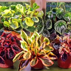 En samling vackra peperomia blomma-växter med varierande bladverk i grönt, gult och rött.