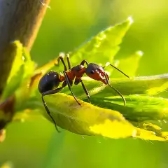 Une fourmi rouge explore une jeune pousse verte dans le potager, ses mandibules prêtes à travailler.
