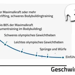 Kurve zeigt: Hohe Kraft (85%+) für Muskelaufbau durch schweres Bodybuildingtraining, geringere Kraft für Geschwindigkeit.