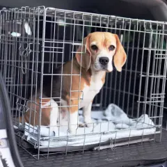 Un beagle dans une cage de transport dans le coffre d'une voiture.