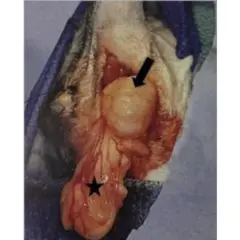 Surgical view of a perineal hernia in a dog, showing a swollen mass (arrow) and the scrotum (star).