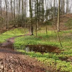 Rezerwat Mójka: Odkryj tajemnice bobrów i buczyny karpackiej