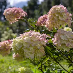Gros bouquets d'hortensias aux teintes rosées et crème, parfaits pour savoir quel mois tailler les hortensias.