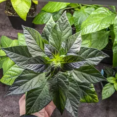 En hand håller en mörk chiliplanta med stora blad. Perfekt för att odla chili inomhus.
