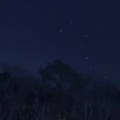 Nocne niebo nad lasem, gdzie widać gwiazdozbiór Wielkiej Niedźwiedzicy, a w jego pobliżu jaśnieje gwiazda polarna z bliska.