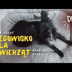 Własnoręczne legowisko dla psa? Poradnik DIY bez szycia i z recyklingu