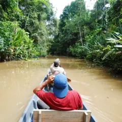 Łódź płynie po błotnistej rzece w gęstej dżungli Amazonii.