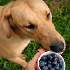 Ein brauner Hund leckt Blaubeeren aus einer Tasse.