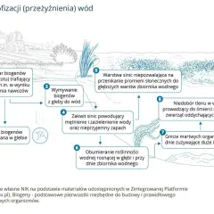 Schemat wyjaśnia, eutrofizacja co to: nadmiar biogenów z nawozów prowadzi do zakwitu sinic, obumierania roślin, niedoboru tlenu i śmierci ryb.