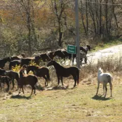 Najlepsze stadniny koni w Toruniu - gdzie znaleźć idealne miejsce?