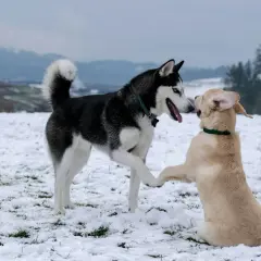 Jak wygląda pies husky? Czarno-biały husky z niebieskimi oczami wita się z jasnym szczeniakiem na śniegu.