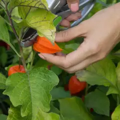 Dłoń z nożyczkami zbiera pomarańczowy physalis owoc z zielonej rośliny.