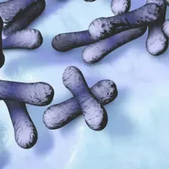 Bakterie Corynebacterium diphtheriae, wywołujące błonicę. Objawy mogą być groźne.