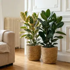 Deux ficus, l'un panaché, l'autre vert foncé, dans des paniers en osier. Parfait pour un entretien ficus dans un salon cosy.