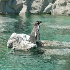 Pingwin na skale w wodzie. Zoo wiedeń.