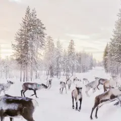 Renar rör sig genom en snöig skogsväg i norra Sverige, en scen som Alexandra Bengtsson fångat.