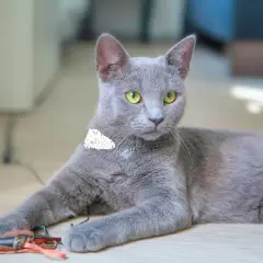 Gato gris con ojos verdes, parece tranquilo, pero ¿será que sufre de calvas en gatos por estrés?