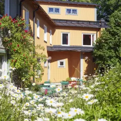 Sommar vid Zinkensdamm vandrarhem. Klätterrosor klättrar på huset, omgivet av tusentals prästkragar.
