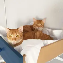 Dos gatos atigrados naranjas descansan en una cama improvisada. ¡Pura curiosidad gatuna!