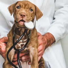 Cachorro marrón con estetoscopio, ¿posiblemente indicando fosfatasa alcalina alta en perros?