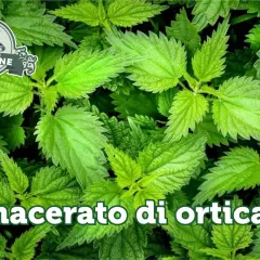Foglie di ortica verde brillante. Testo: "macerato di ortica: controindicazioni". Logo "L'Orto di Gastone".