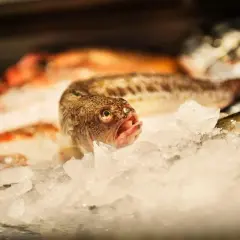 Fisk på is, en del av dem kan vara giftig fisk Sverige.