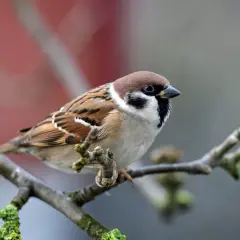 Ein Feldsperling Weibchen sitzt auf einem Ast.