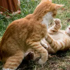 Dos gatos atigrados anaranjados juegan en el césped. Uno está tumbado boca arriba, el otro se cierne sobre él. ¡Mis gatos se pelean!