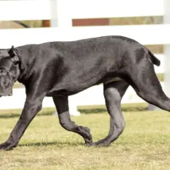 Czarny pies rasy cane corso italiano spaceruje po trawie.